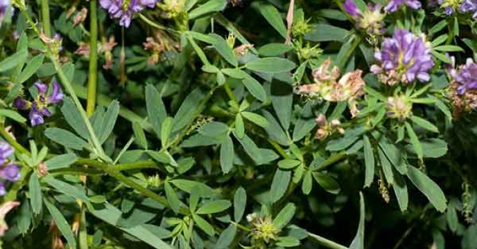  تأمین کود ازته برای محصولات استراتژیک قم: یونجه خشک با ۳۸۶ تن ازته پیشتاز مصرف در کشت اول