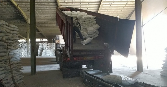 از سبزی بوته تا طلایی‌شدن خوشه؛ روایت تغذیه گندم در بهار