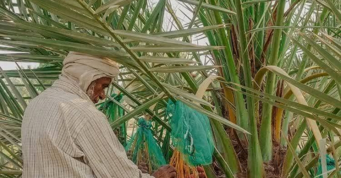 بیش از ۷۵ تن کود در بندرلنگه توزیع شد؛ پشتیبانی از تولید ۲۴۰۰ تنی رطب