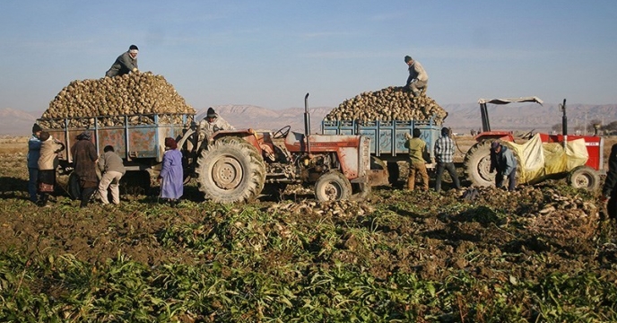  توزیع بیش از ۹۸۰۰ تن کود یارانه‌ای در شهرستان اسدآباد، قطب تولید چغندرقند کشور؛