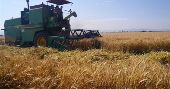 توسعه کشت محصول زراعی گندم با توزیع کودهای یارانه ای در 22 شهرستان استان مازندران