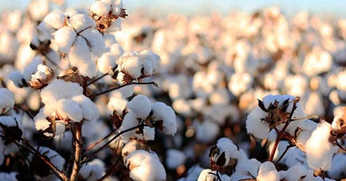 توزیع کود پتاس یارانه‌ای در جعفرآباد؛ بیش از ۸۹ تن برای کلزا و تأمین نیاز پنبه