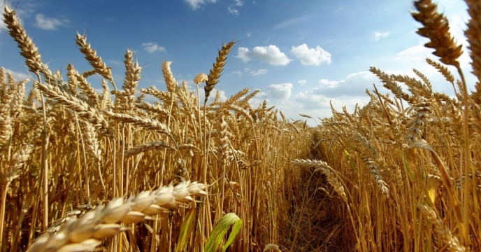 توزیع کودهای اصلی برای 2 هزار هکتار از مزارع جو در استان قم