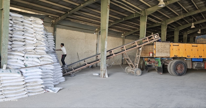 تامین مستمر نهاده‌های کشاورزی؛ فروش 422 تن انواع کود کشاورزی به کارگزاران جنوب کرمان در چهارم آذرماه