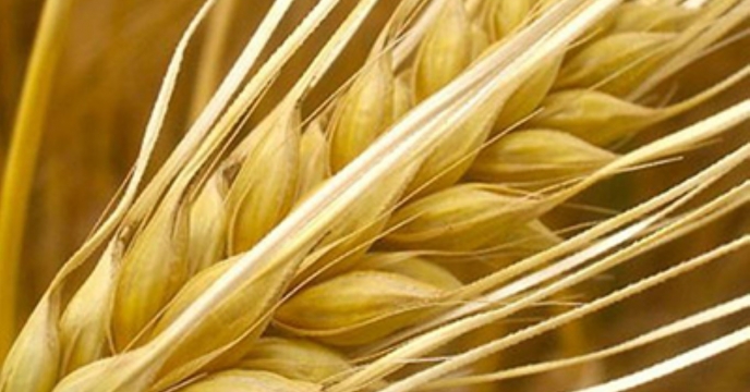 توزیع 864 تن کود کشاورزی برای کشت جو در آبیک؛ تأکید بر تسریع فرآیند با سامانه الکترونیکی