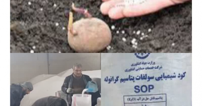 تقویت مزارع سیب زمینی  با کود کشاورزی یارنه ای