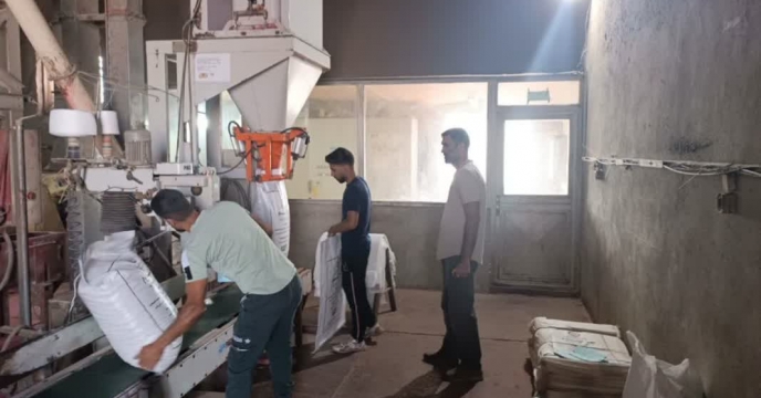 آماده سازی2377 تن بذرگندم از ارقام مادری و گواهی شده برای کشاورزان استان