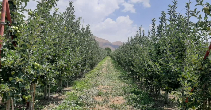 تامین وتوزیع بیش از 900 تن انواع کود کشاورزی در بین کشاورزان و باغداران شهرستان های دماوند و فیروزکوه