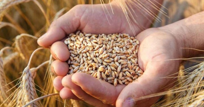 تأمین همه‌جانبه کود گندم معمولی؛ ۶۴۳ تن ازت و ۱۷۰ تن پتاس برای کشاورزان قمی