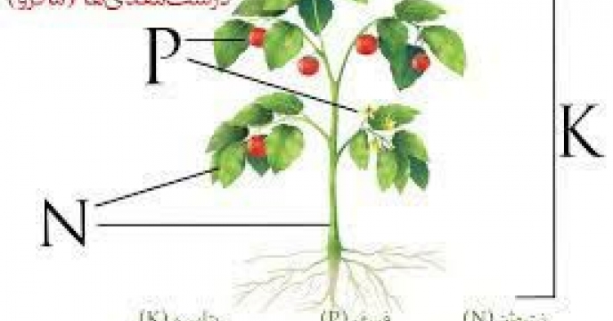 توزیع مقدار422 تن انواع کود کشاورزی یارانه ای  برای محصول کشاورزان کلزا کار شهرستان کلاله در هفت ماهه سال