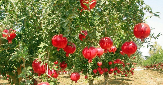 انارهای مرغوب  استان قم ثمره همکاری کشاورزان و تأمین نهاده‌های استاندارد