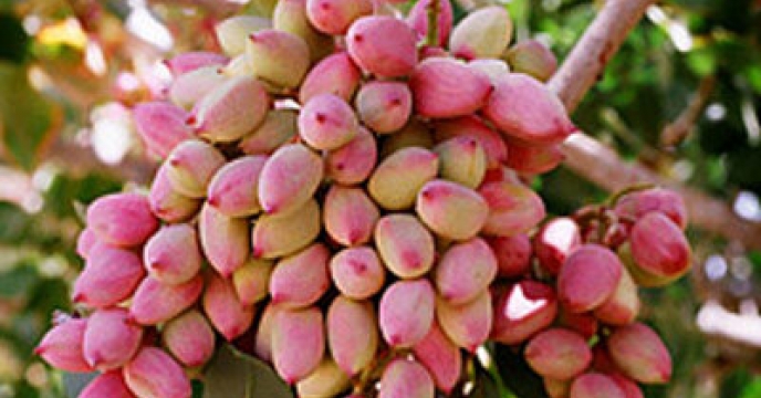 حمایت از پسته کاران قمی با تخصیص انواع کودهای یارانه ای در استان قم