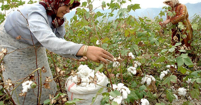تخصیص انواع کودهای یارانه ای به پنبه کاران استان قم