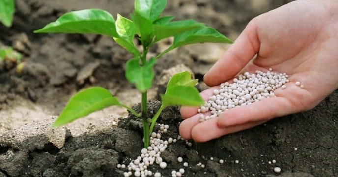  مقدار 255 تن کود برای  توسعه باغات چای شهرستان رامسر تامین و توزیع شد.