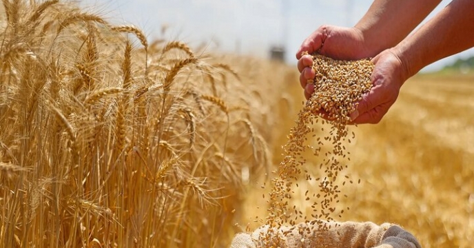 مدیر شرکت خدمات حمایتی کشاورزی گلستان: خودکفایی گندم نیازمند مدیریت صحیح مزرعه است