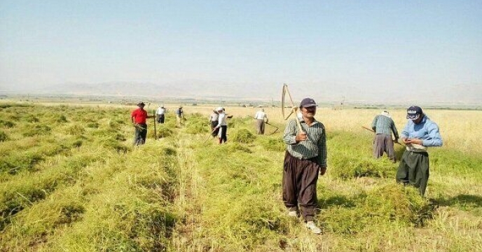 تامین و توزیع 21 هزار و 650 تن انواع کود کشاورزی در شهرستانهای نهاوند، تویسرکان و ملایر استان همدان