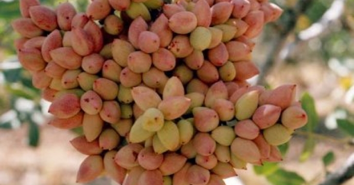 توزیع ۲۱۵ تن انواع کود یارانه‌ای برای باغات پسته شهرستان جعفرآباد