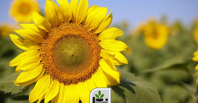 توزیع بیش از ۴۴۷ تن کود یارانه‌ای برای کشت آفتابگردان در گلستان
