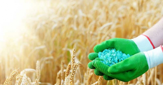 گلستان؛ قطب جو دیم ایران / توزیع ۴۶۰۰ تن کود یارانه‌ای برای مزارع جو