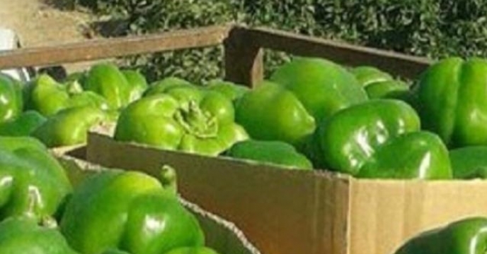 توزیع هوشمندانه نهاده‌ها، رمز موفقیت تولید فلفل دلمه‌ای در بندرعباس استان هرمزگان