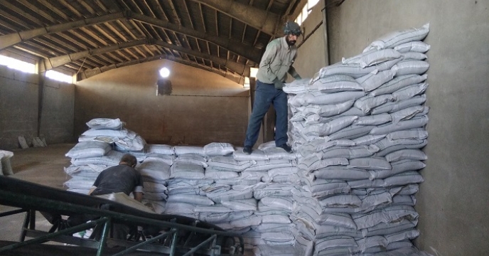 تخصیص 840 تن کود کشاورزی اوره بر اسا برش کودی در شهرستان ماهنشان