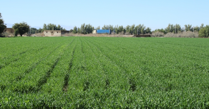 استمرار تأمین کودهای ازت، فسفات و پتاس برای مزارع گندم حاجی‌آباد استان هرمزگان