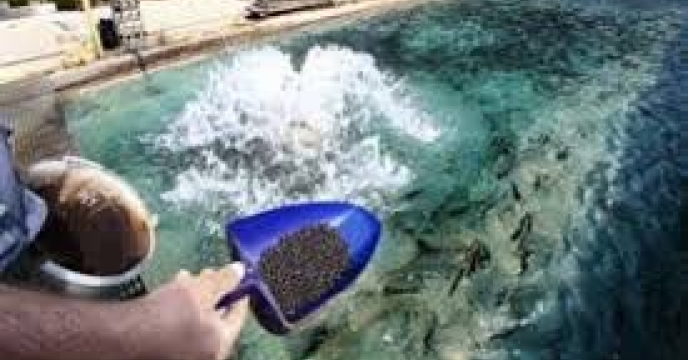 توزیع‌مقدار 297تن کود اوره برای مصرف آبزی پروری  گلستان در  چهار ماهه سال جاری