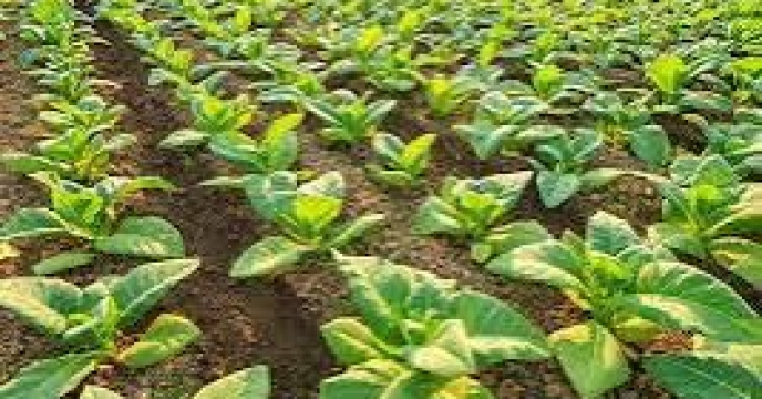 توزیع۵۳, تن‌‌کود کشلور ی یارانه ای برای مصرف مزارع توتون در تیر. ماهه سال جاری