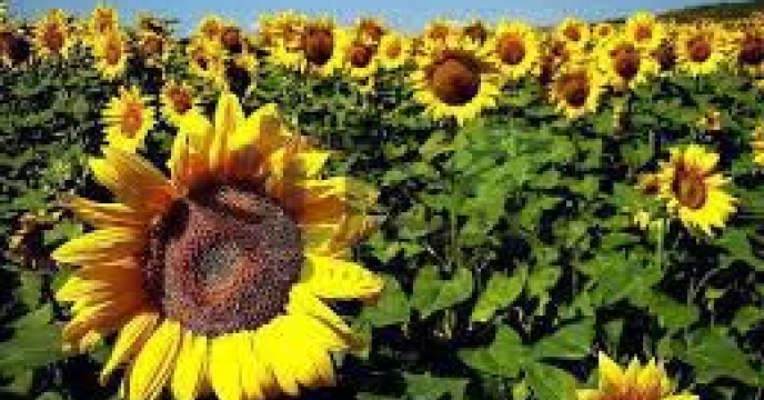 توزیع  مقدار تقریبی۳۲ تن  انواع کود کشاورزی یارانه ای برای کشاورزان آفتابگردان شهرستان ‌علی آباد کتول در چهار ماهه سال۱۴۰۴  