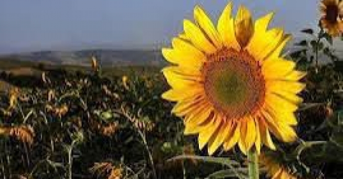 توزیع  مقدار۶۲ تن انواع کود کشاورزی یارانه ای برای کشاورزان آفتابگردان شهرستان کردکوی در چهار ماهه سال۱۴۰۴  