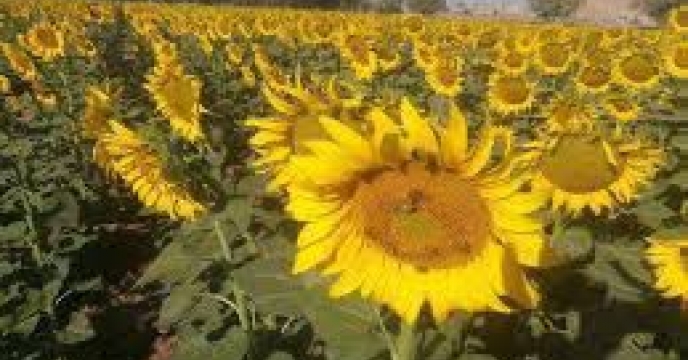 توزیع  مقدار تقریبی ۱۴ تن انواع کود کشاورزی یارانه ای برای کشاورزان آفتابگردان شهرستان  گرگان در چهار ماهه سال۱۴۰۴  