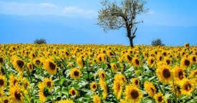 توزیع  مقدار تقریبی۱۱۴ تن  انواع کود کشاورزی یارانه ای برای کشاورزان آفتابگردان شهرستان  گنبد  در چهار ماهه سال۱۴۰۴