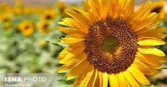 توزیع  مقدار تقریبی ۴۲ تن  انواع کود کشاورزی یارانه ای برای کشاورزان آفتابگردان شهرستان آق قلا درچهار ماهه سال۱۴۰۴ 