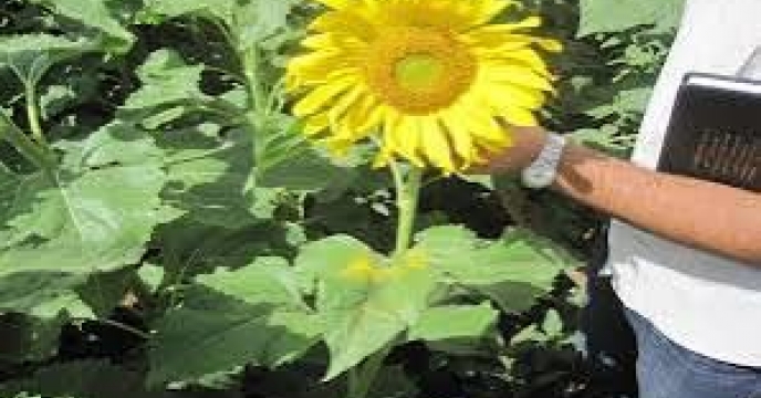 توزیع  مقدار تقریبی ۱۷تن  انواع کود کشاورزی یارانه ای برای کشاورزان آفتابگردان شهرستان آزادشهر درچهار ماهه سال۱۴۰۴ 