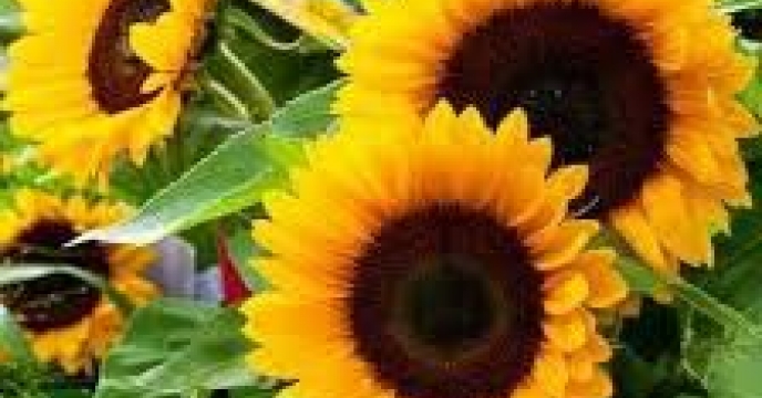 توزیع  مقدار تقریبی۴۲ تن  انواع کود کشاورزی یارانه ای برای کشاورزان آفتابگردان شهرستان گالیکش در چهار ماهه سال۱۴۰۴ 