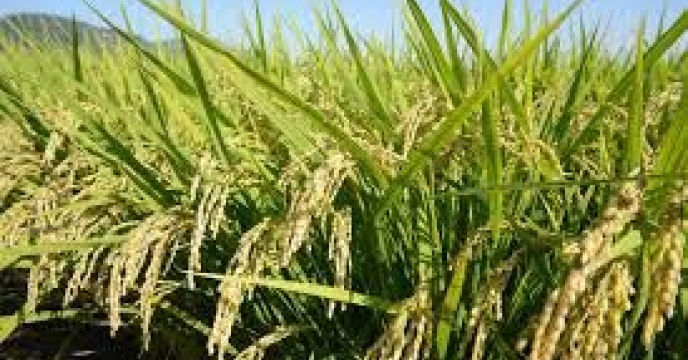  حواله الکترونیکی صادر شده در سامانه پایش مواد کودی برای محصولات کشاورزی زراعی و باغی برای کشاورزان شهرستان بندرگز در تیر ماه سال جاری 