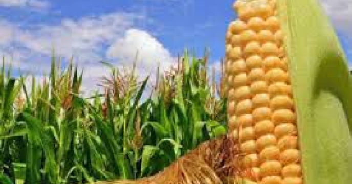 توزیع  مقدار۱۱تن کود کشاورزی یارانه ای اوره برای مصرف مزارع ذرت دانه ای در مرداد ماه سال۱۴۰۴