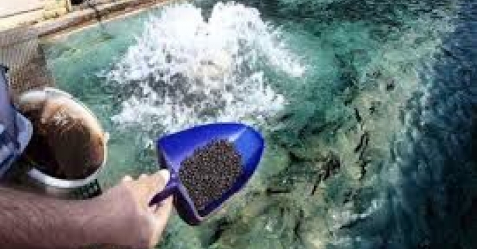 توزیع مقدار۴تن کود اوره برای مزارع آبزی پروری  ماهیان کپور شهرستان گرگان در پنج ماه سال۱۴۰۴
