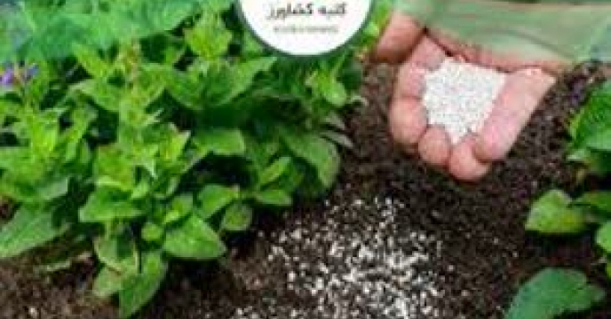 توزیع مقدار۱۱ تن کود کشاورزی یارانه ای برای مزارع سبزیجات شهرستان  بندرگز در پنج ماه سال جاری