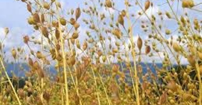 توزیع مقدار۶ تن کود ‌کشاورزی یارانه ای در شهرستان آق قلا برای مصرف مزارع کاملینا