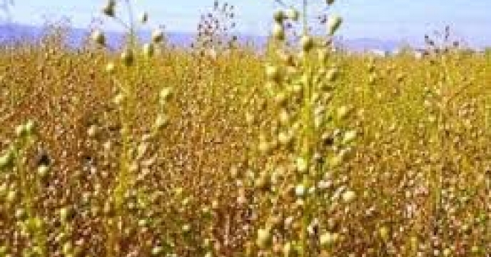 توزیع مقدار۳ تن  کود کشاورزی یارانه ای برای مزارع کاملینا شهرستان گنبد در پنج ماه سال جاری