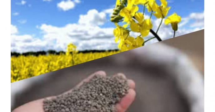 توزیع مقدار۴۷ تن کود کشاورزی یارانه ای برای مزارع کلزا شهرستان رامیان در پنج ماه سال جاری