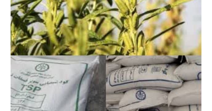توزیع مقدار۹۸ تن ‌کود پر مصرف یارانه ای برای مزارع کنجد در شش ماهه ماهه سال جاری