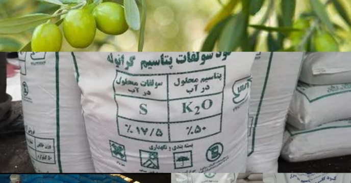 توزیع مقدار۲۸۵  تن انواع کود یارانه ای برای باغات زیتون در شش ماهه سال۱۴۰۴