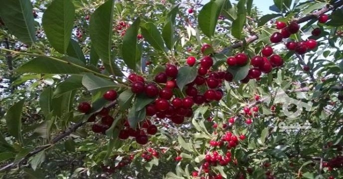 تامین و توزیع ۴۵تن کود  یارانه ای برای باغات  گیلاس در شش ماهه  سال جاری