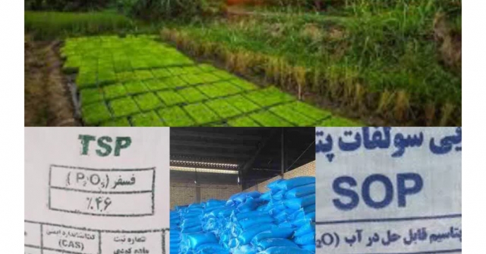توزیع مقدار ۶۳۶تن انواع کود کشاورزی یارانه ای برای مصرف مزارع برنج  ‌گلستان در شهریور  ماهه سال جاری