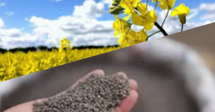 توزیع بیش از500 تن انواع کود یارانه ای برای ‌مزارع کلزا درشهریور ماهه سال جاری