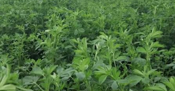 توزیع مقدار4 تن برای مزارع ذرت خوشه ای در شهریور ماهه سال جاری