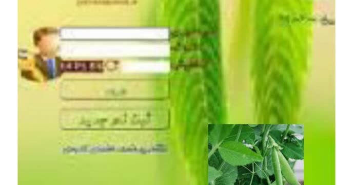توزیع مقدار3 تن کود کشاورزی یارانه ای اوره برای مصرف کشت لوبیا در شهریور ماه سال۱۴۰۴