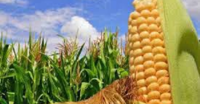 توزیع  مقدار2 تن کود کشاورزی یارانه ای اوره برای مصرف مزارع ذرت دانه ای در شهریور ماه سال۱۴۰۴